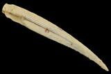Cretaceous Shark (Hybodus) Dorsal Spine - Morocco #93929-1